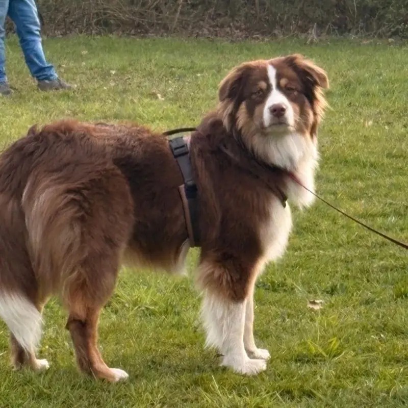 Brauner Australian Shepherd an der Leine auf der Wiese