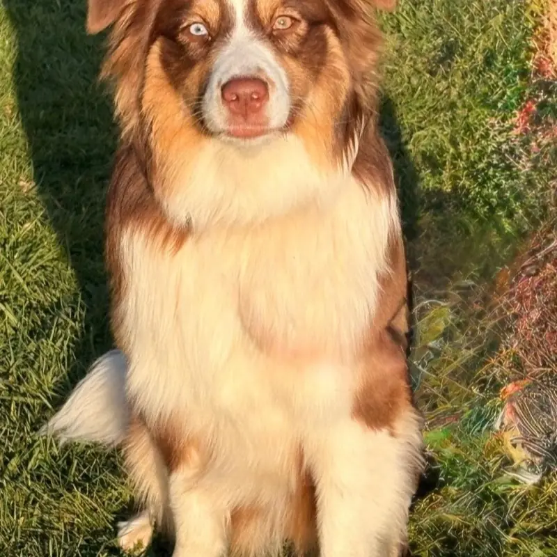 Red-Merle Australian Shepherd sitzt aufmerksam im Gras