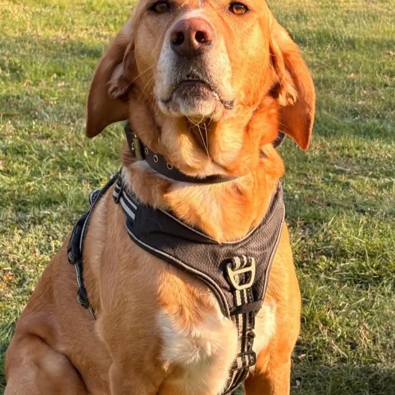 Blonder Hund mit Geschirr sitzt aufmerksam auf der Wiese