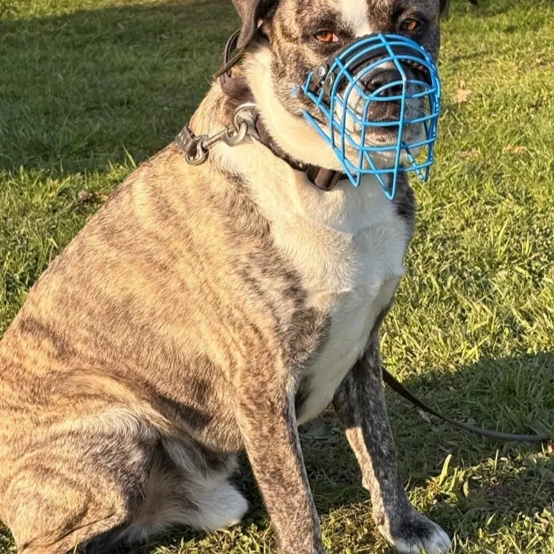 Gestromter Hund mit Maulkorb sitzt entspannt im Gras