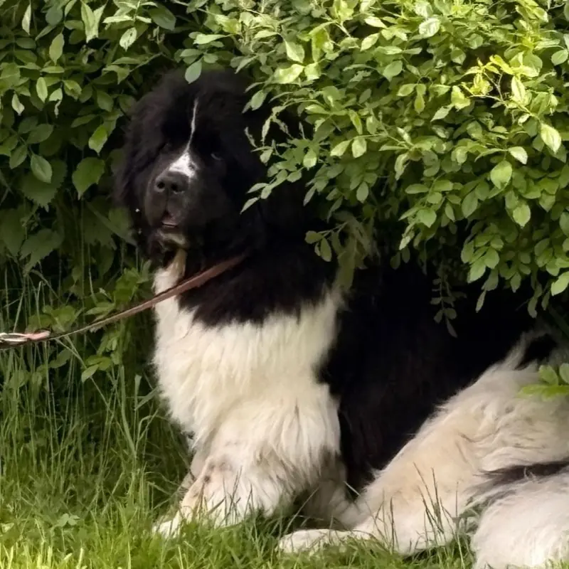 Landseer liegt im Schatten unter einem Strauch