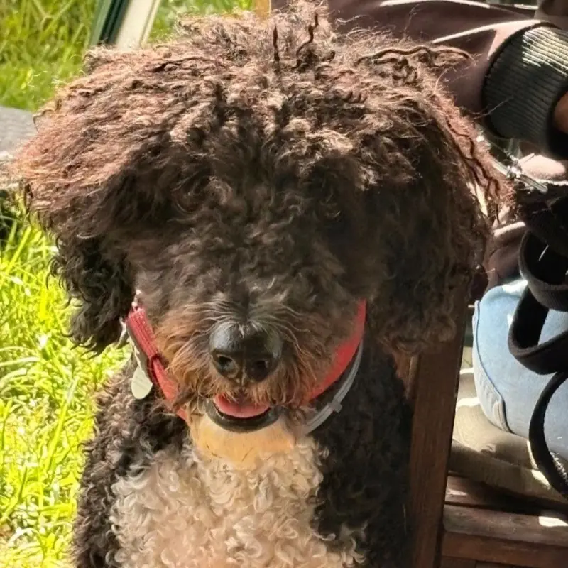 Dunkelbrauner Lockenhund mit rotem Halsband neben seinem Menschen