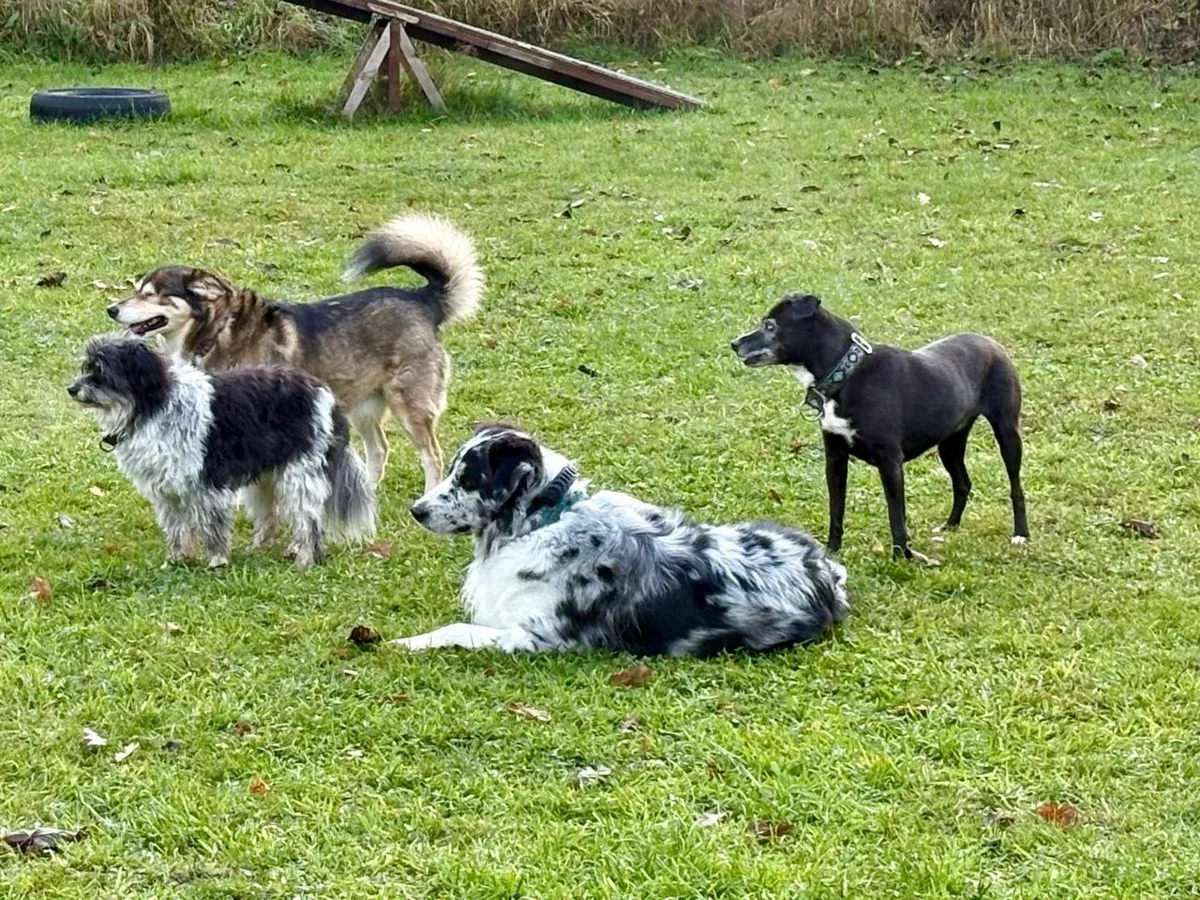 Vier Hunde auf dem Trainingsgelände, im Hintergrund eine Hundewippe